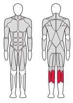 Голень сидя Fitex Pro FTX-7330 Голень сидя Fitex Pro FTX-7330